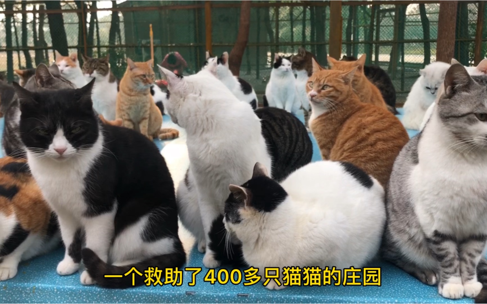 [图]救下几百只猫猫真错了吗