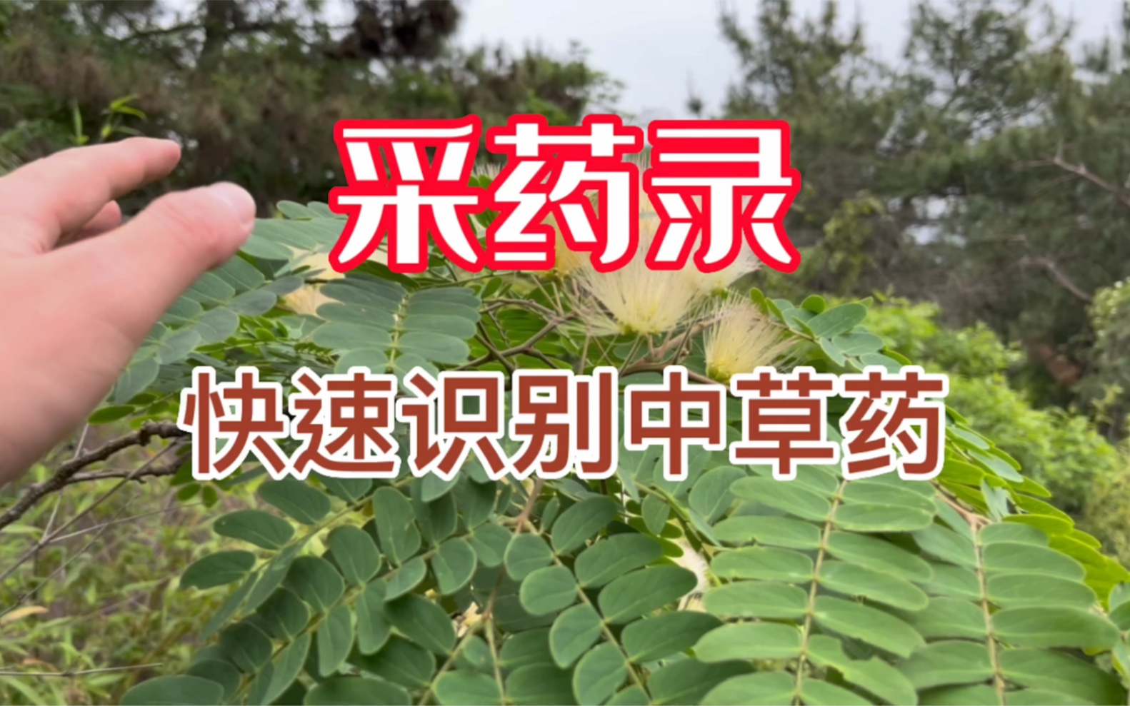 [图]【采药录】（5月26日）一大批中草药快速识别