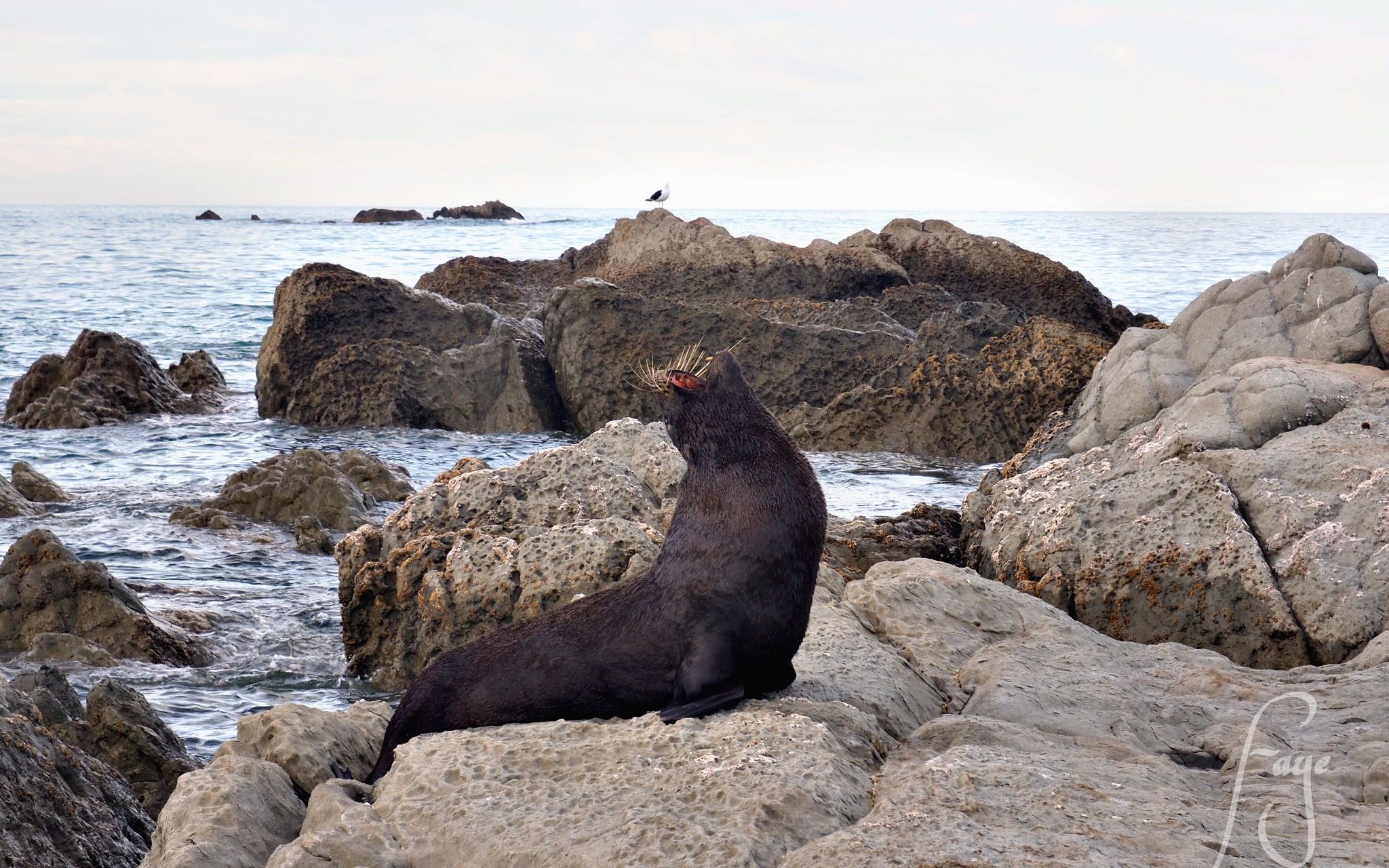 seal_哔哩哔哩_bilibili