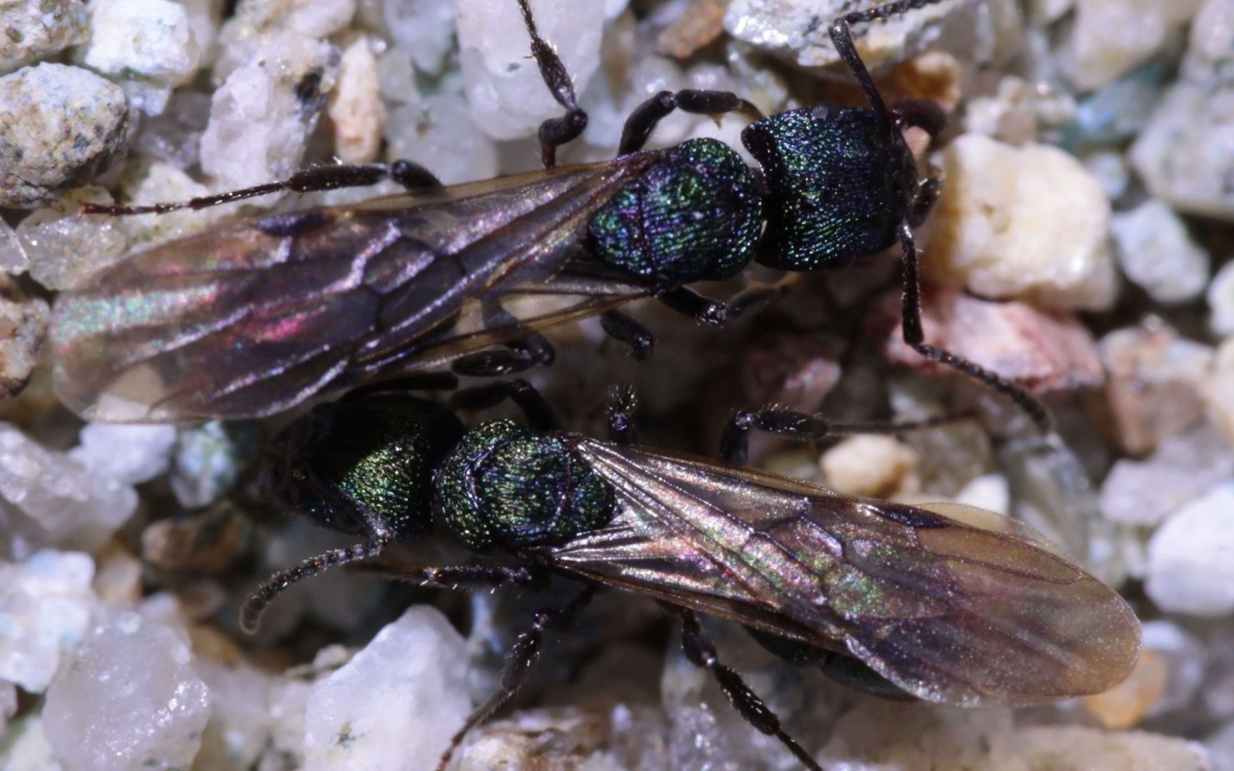 rhytidoponera metallica 金属皱猛蚁_20220811_02