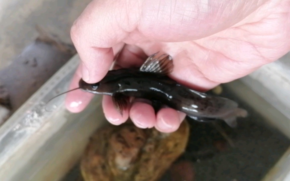 鲿,现在半鲿属全部更名为鱯),与北方的牛尾巴乌苏里拟鲿外形上不一样