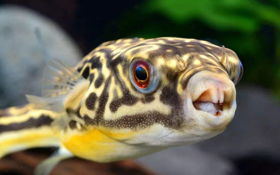 河豚～斑马狗头喂食_哔哩哔哩 (゜-゜)つロ 干杯~-bilibili