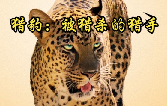 【英国】【纪录片】猎豹:被猎杀的猎手 Cheetah: a hunted Hunter哔哩哔哩bilibili