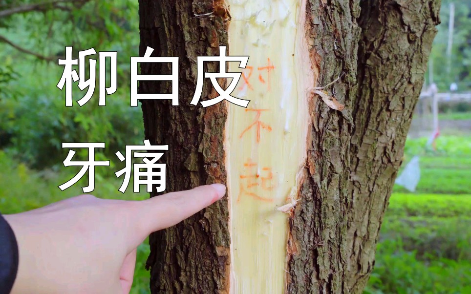 【柳白皮】柳树的皮，原来有这么大的价值！