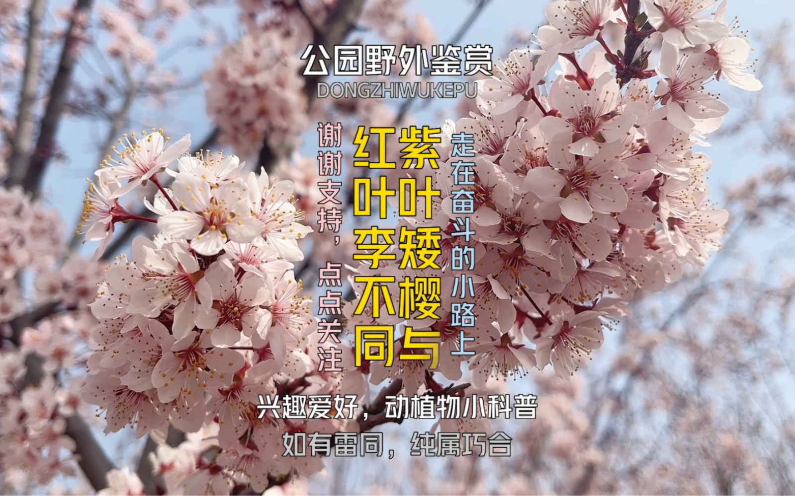 红叶李与紫叶矮樱的不同哔哩哔哩bilibili