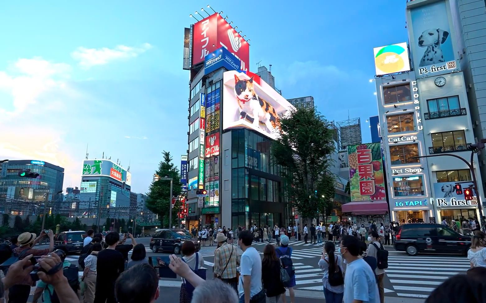 云旅日本东京东京新宿夜行大屏幕超立体猫咪