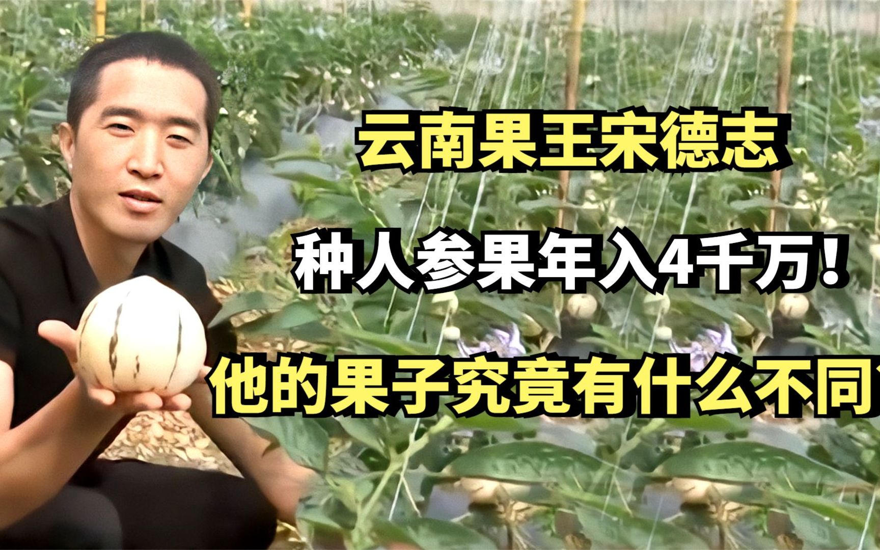 [图]云南果王宋德志,种人参果年入4千万!他的果子究竟有什么不同？