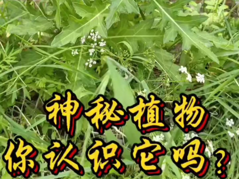 绿意盎然的小溪旁植物揭秘!哔哩哔哩bilibili