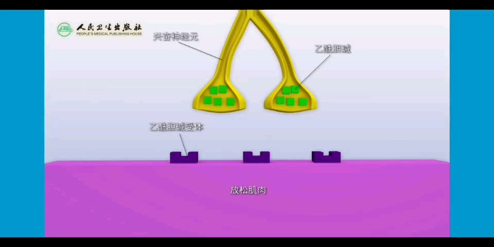 【医学微生物学】肉毒毒素作用机制哔哩哔哩bilibili