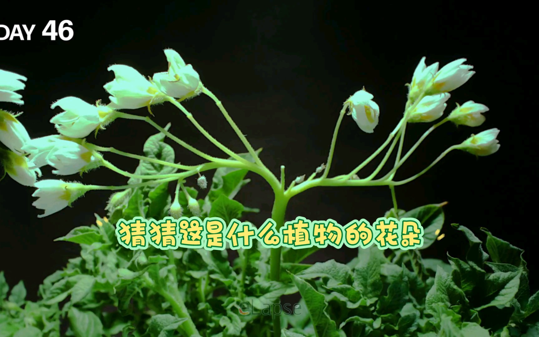 [图]看花猜植物，猜中请留言～～从小块茎培育至成熟（延时记录90天）洋芋-土豆-马铃薯