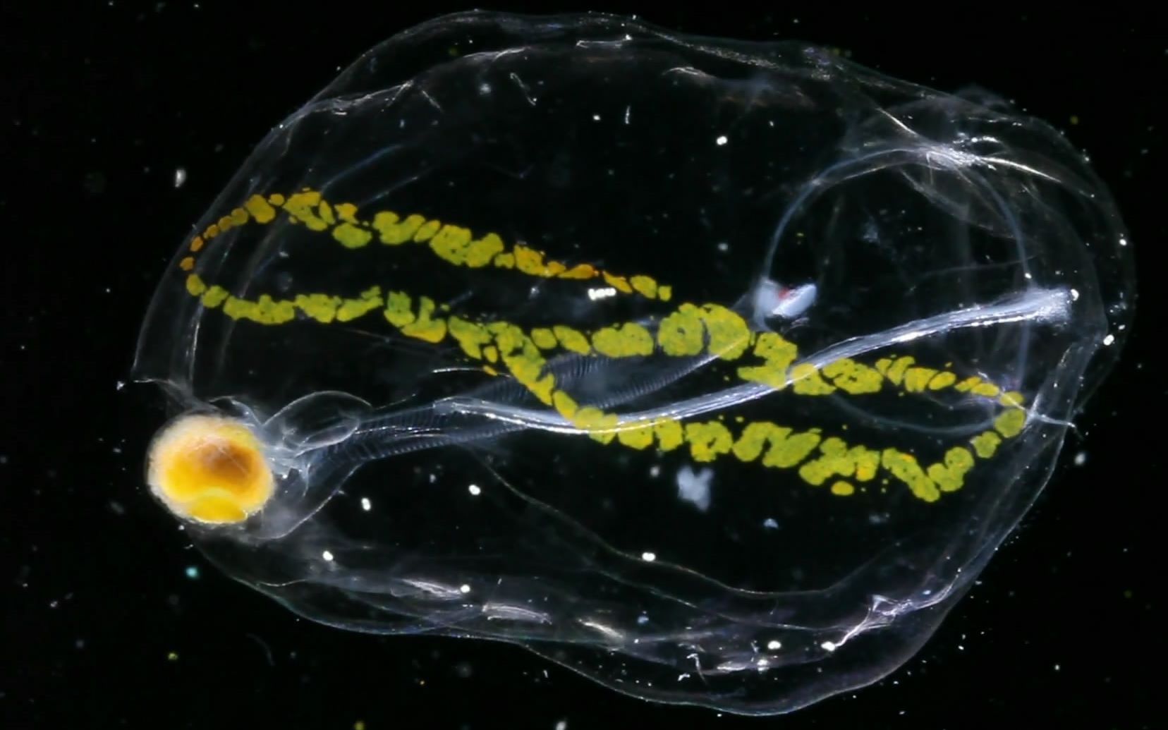 浮游生物樽海鞘生生不息salpsexplodingpopulations