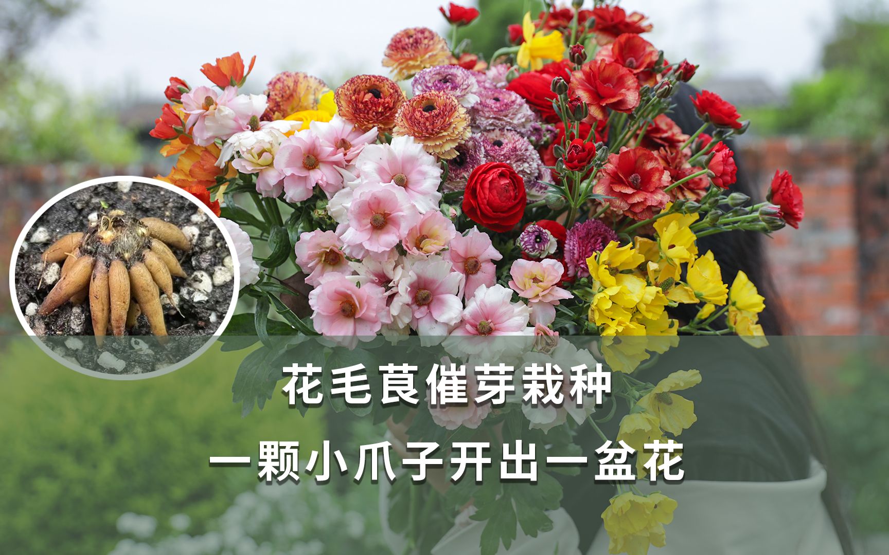 花毛茛催芽栽种,一颗小爪子开出一盆花哔哩哔哩bilibili