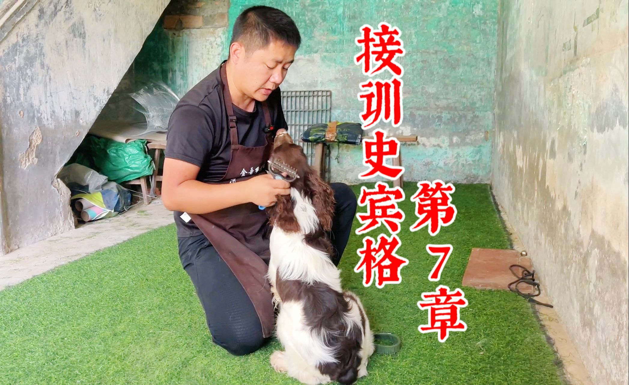 狗狗抗拒梳毛怎麼辦?訓犬師手把手教學,小白照樣能上手