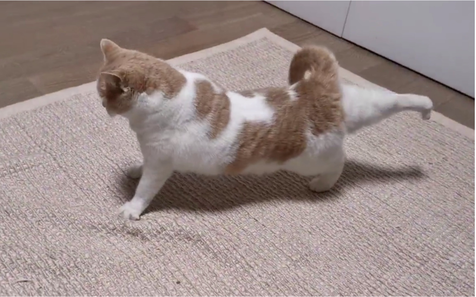 小猫咪伸懒腰的姿势居然如此妖娆_哔哩哔哩 (゜-゜)つロ 干杯~-bili