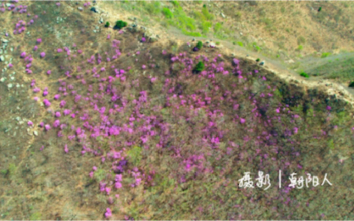 朝阳县云蒙山,映山红正盛放~成片映山红有两处,北坡一处,导航大冰沟;西坡一处,导航白草沟.均需徒步爬山~哔哩哔哩bilibili