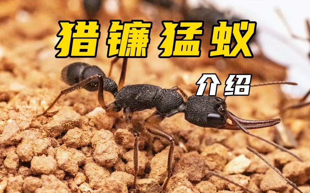 猎镰猛蚁 介绍