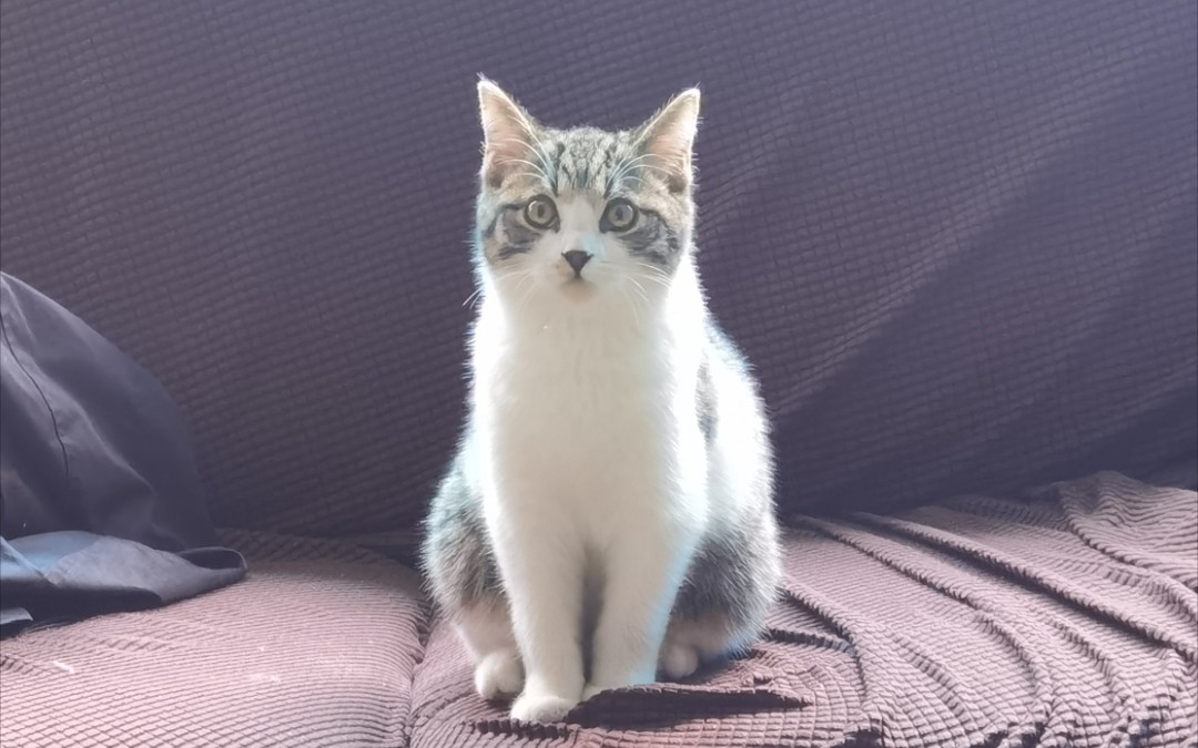 活动作品不敢抓蜜蜂又对他很好奇的小笨猫