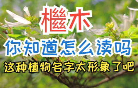 名字罕见树不罕见.檵字怎么念?檵木是个什么植物?哔哩哔哩bilibili