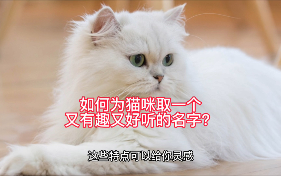 如何为猫咪取一个又有趣又好听的名字?哔哩哔哩bilibili