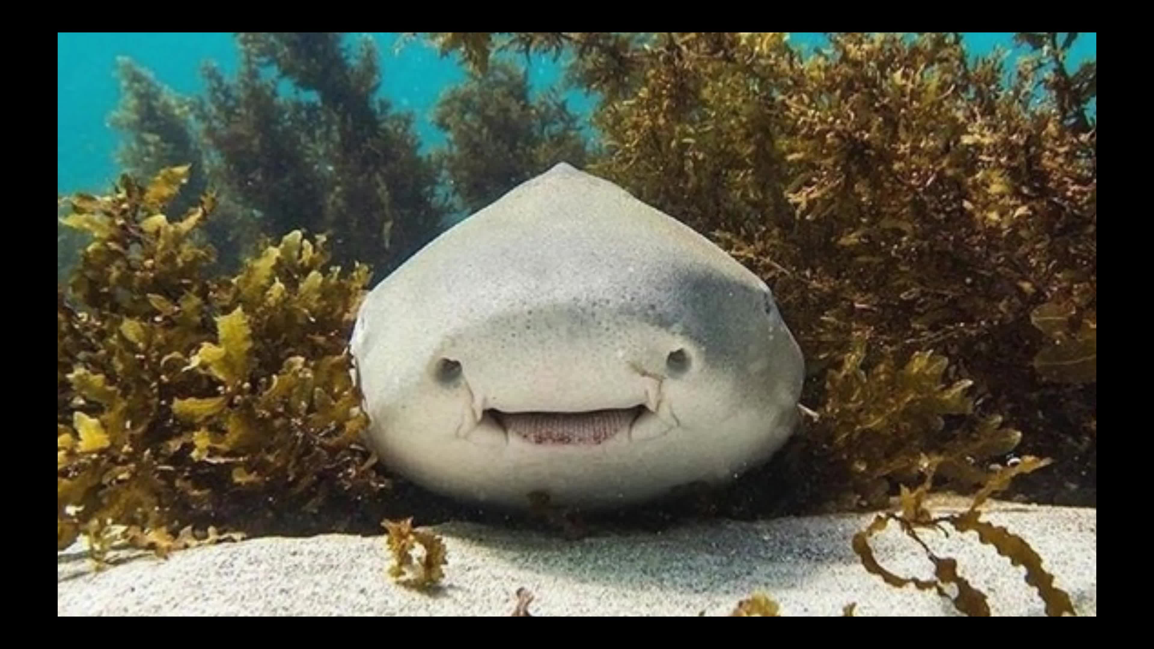 在海底发现了会笑的糯米团子,原来是这种可爱的鲨鱼