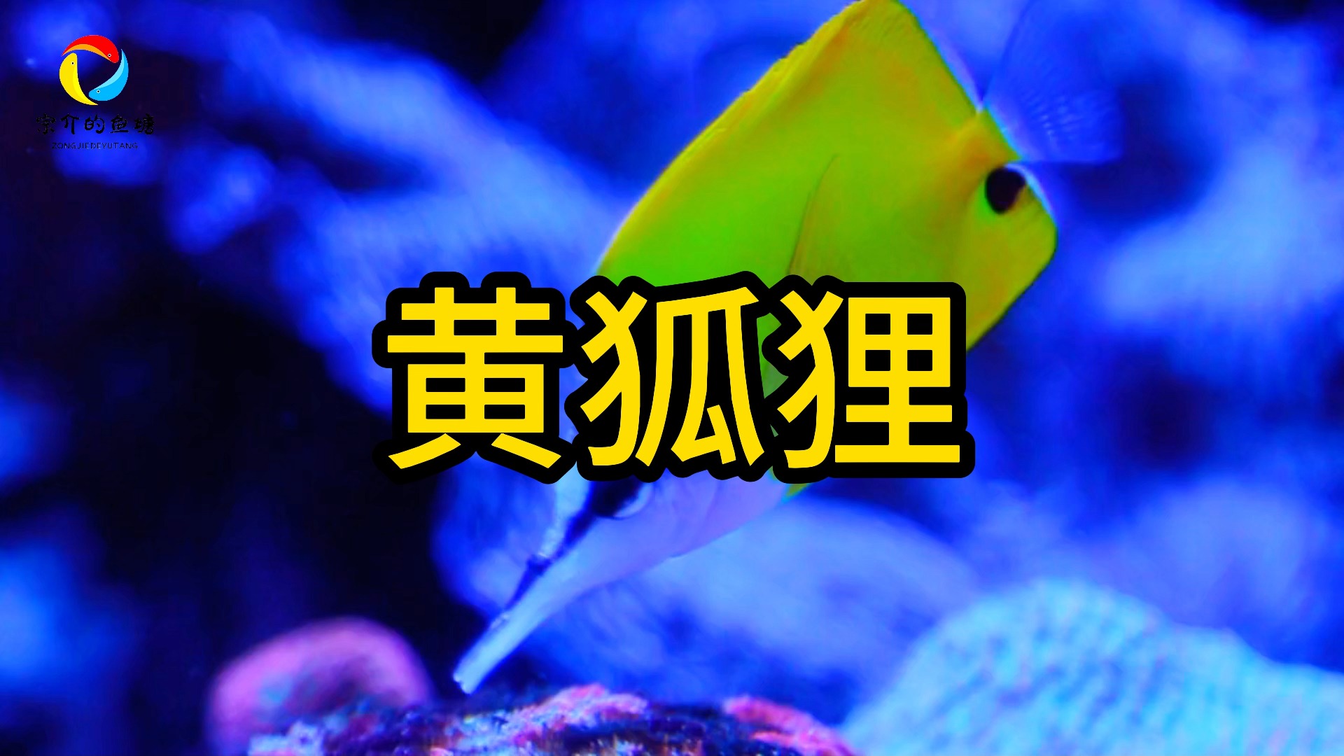 今日份海水鱼分享之黄狐狸鱼