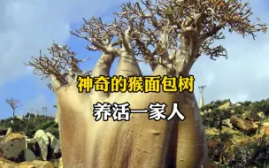 Download Video: 能吃能喝又能住，寿命长达5000年的猴面包树，到底有多神奇？