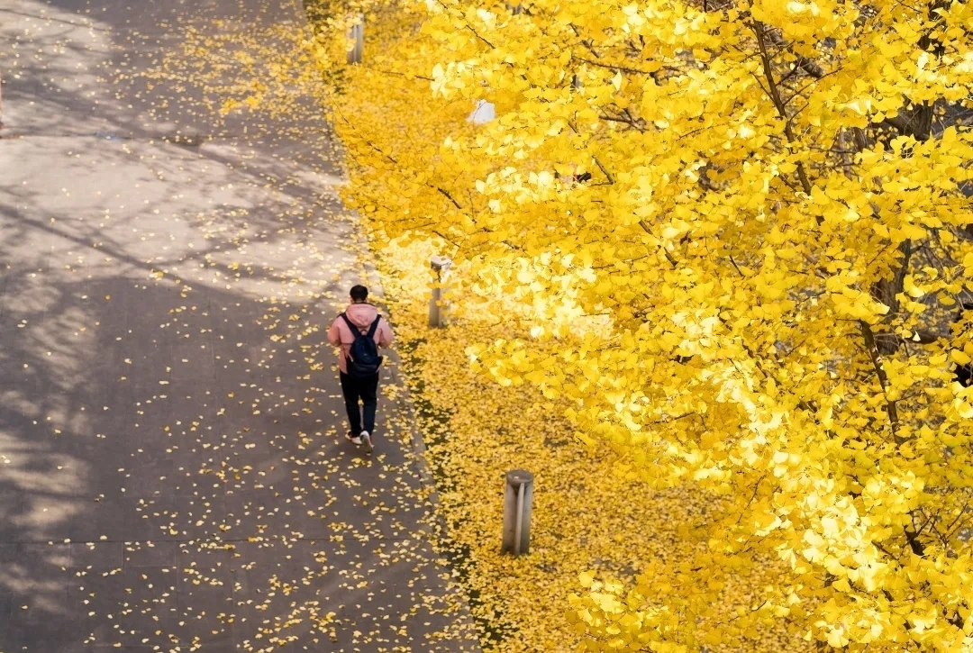 [图]秋凉晚步 杨万里