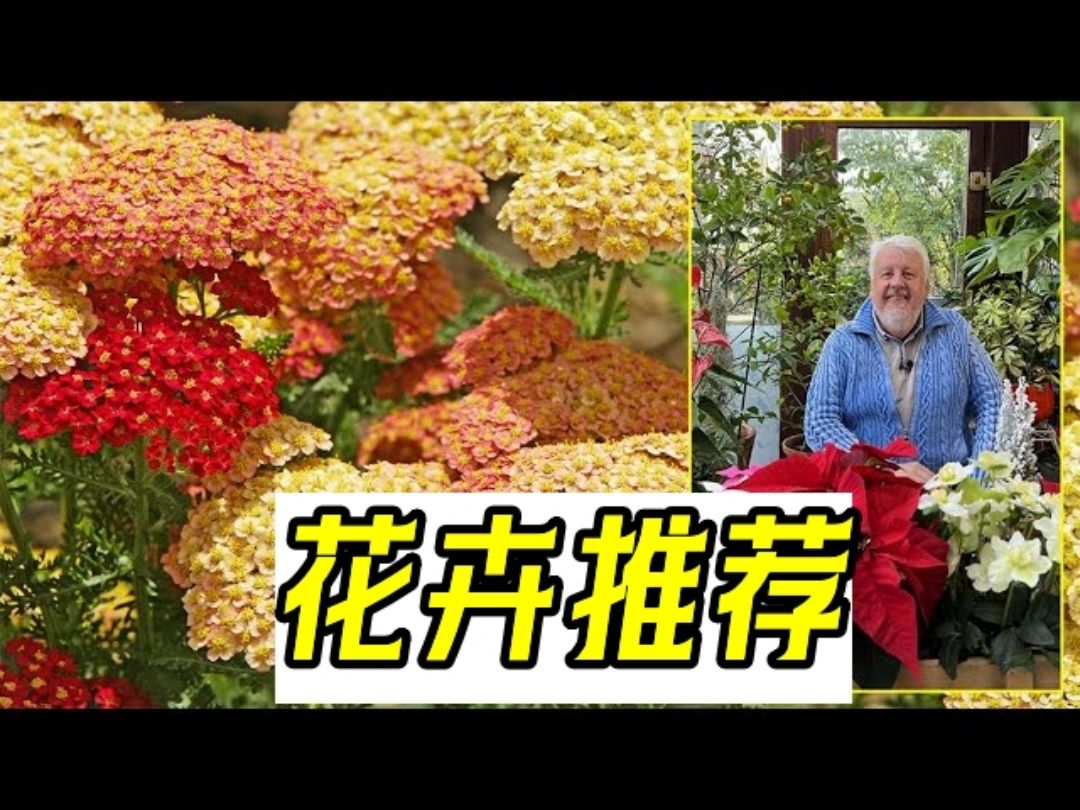 【疗愈花匠】适合大面积种植的花卉有哪些?一粒种子还你一片花海~哔哩哔哩bilibili