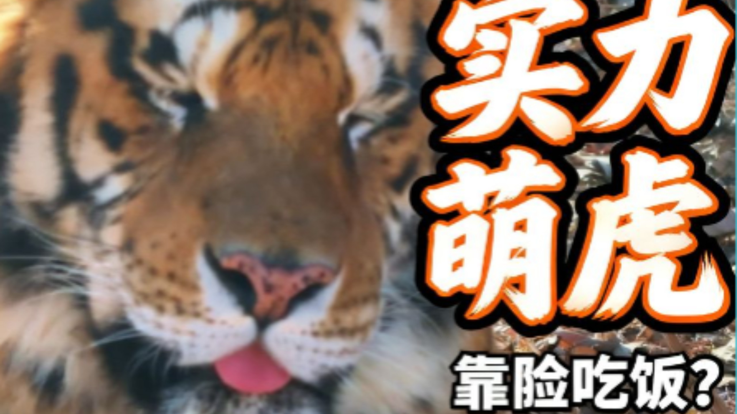 明明靠实力吃饭却长着一张可爱脸的老虎