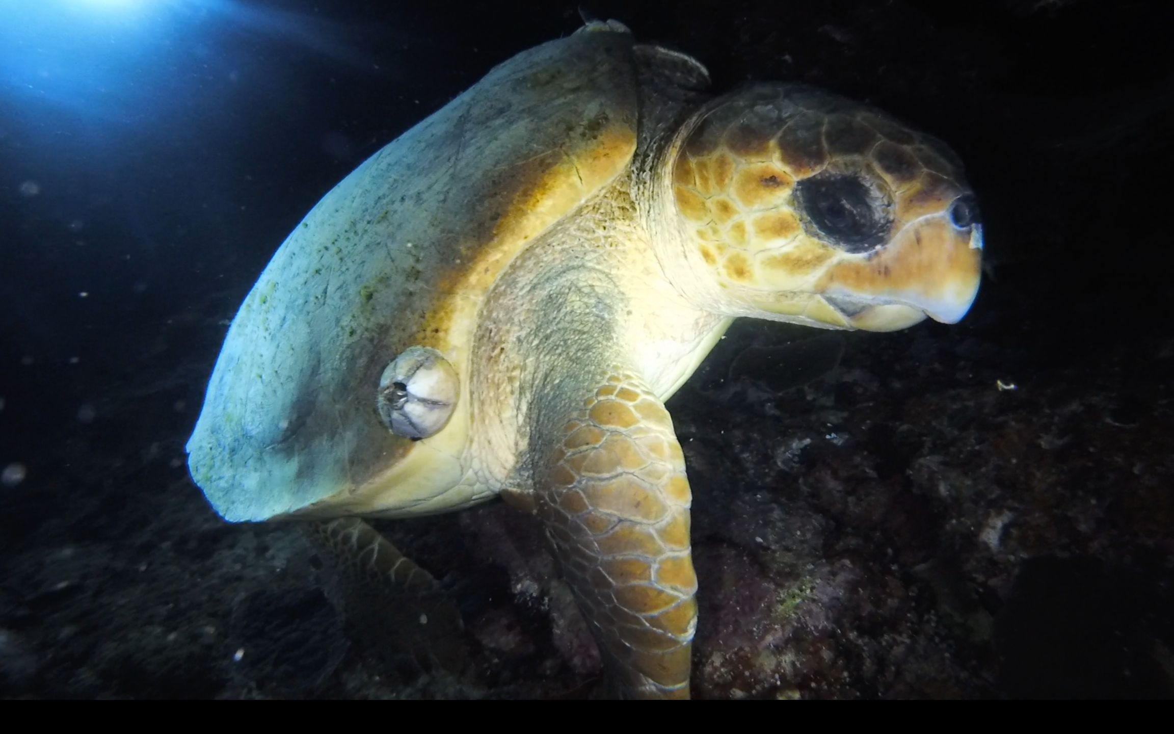 活動 海洋生物的夜生活!巨大的海龜,龍蝦,巨型海兔,應有盡有!