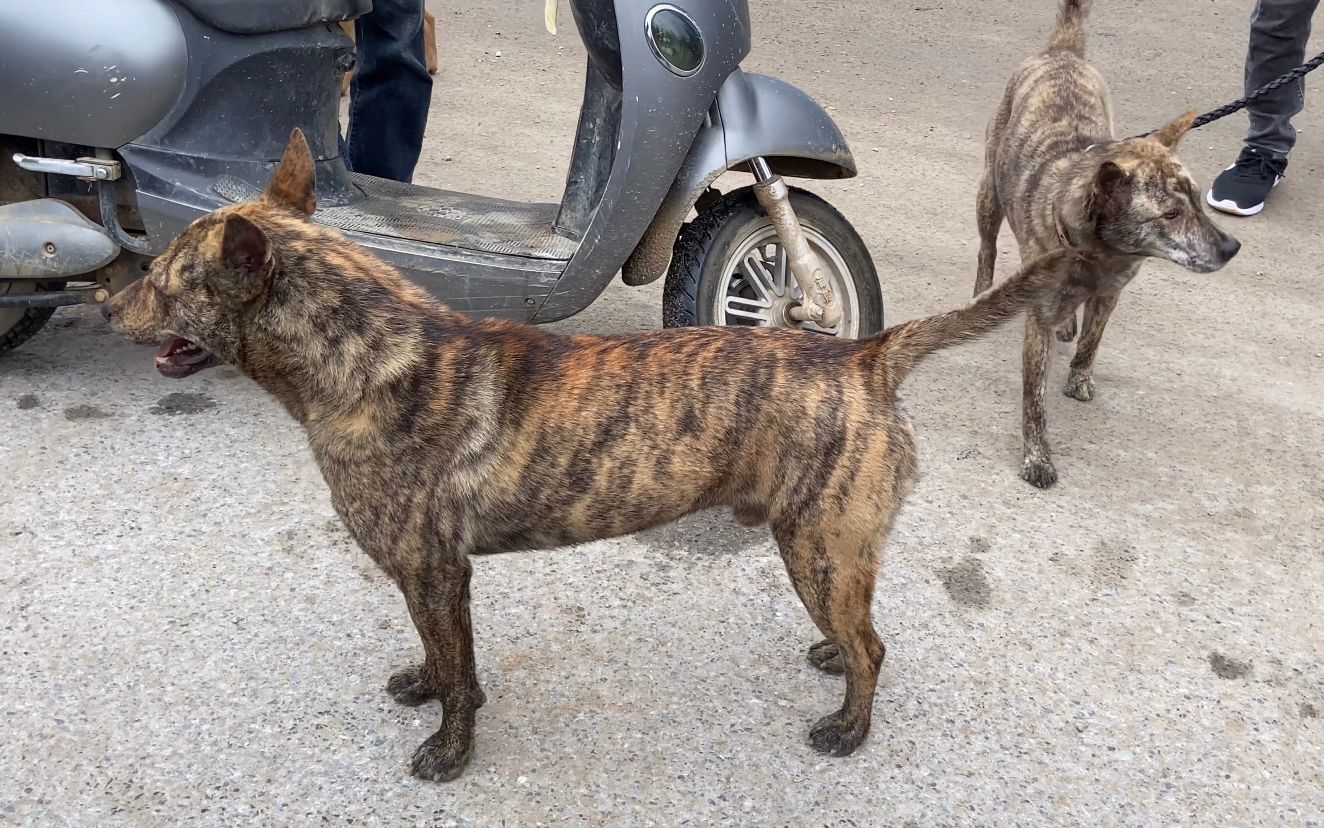 今天是虎斑犬专场秀,狗市里聚集各式各样的虎斑犬