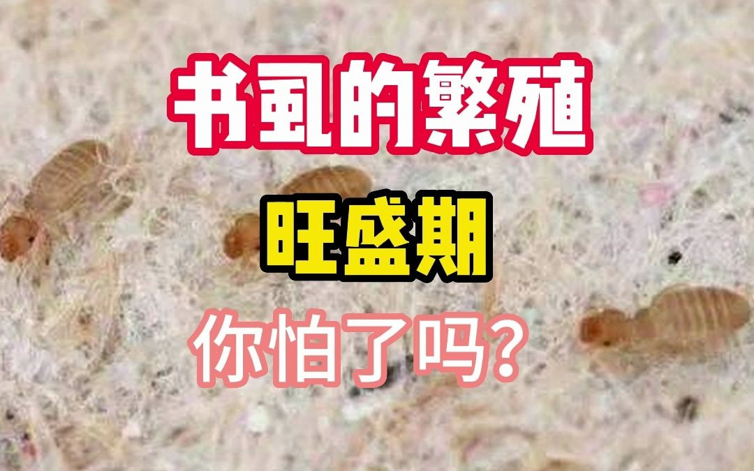 你真的不怕家里出现很多书虱吗?哔哩哔哩bilibili