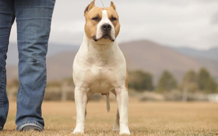 [图]ALL ABOUT THE AMERICAN PIT BULL TERRIER WITH RICHARD F. STRATTON