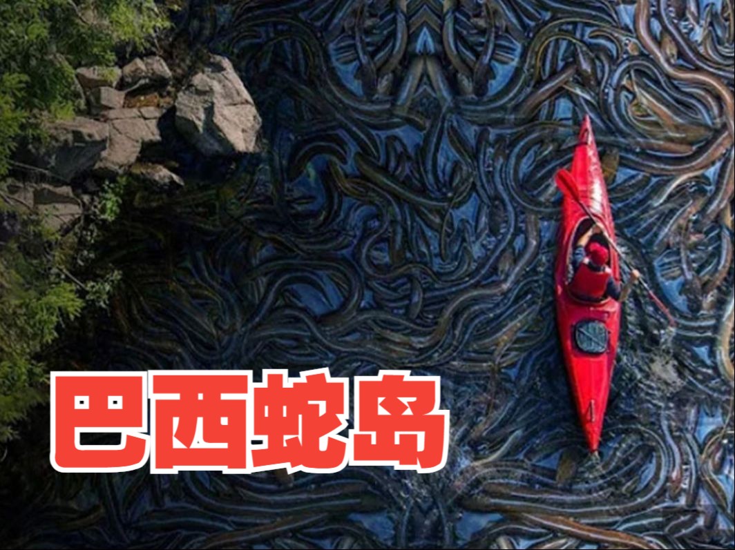 人类禁地的巴西蛇岛:到底有多恐怖?