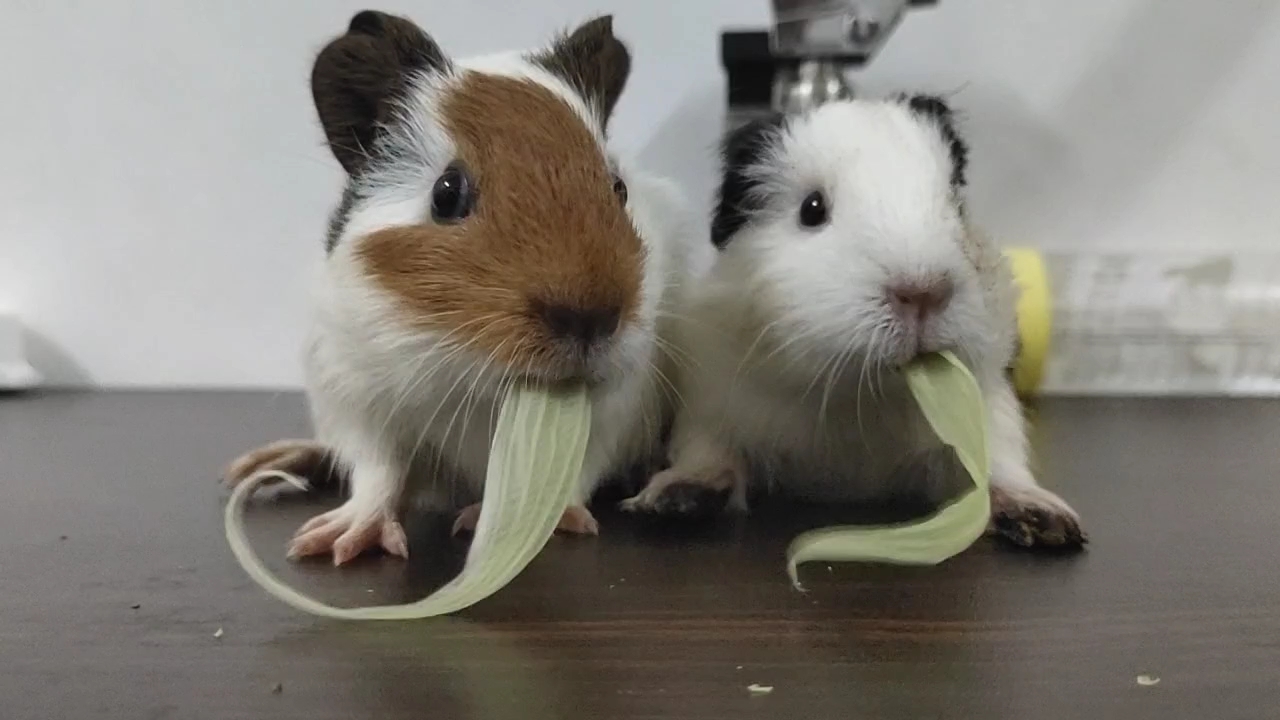 【荷兰猪】吃面条?