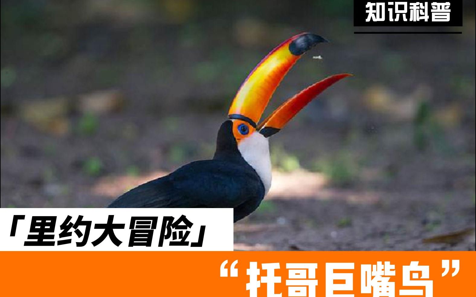 里约大冒险之托哥巨嘴鸟,快来认识认识吧!_哔哩哔哩_bilibili