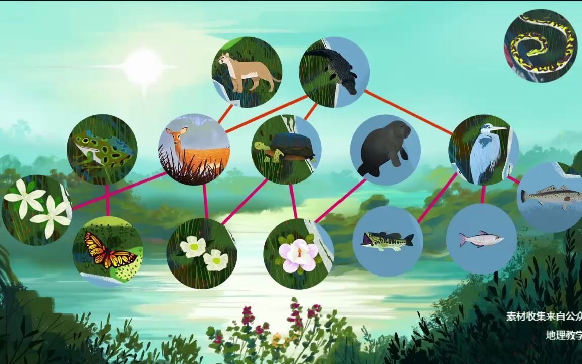 5分钟看懂生物入侵的可怕威胁