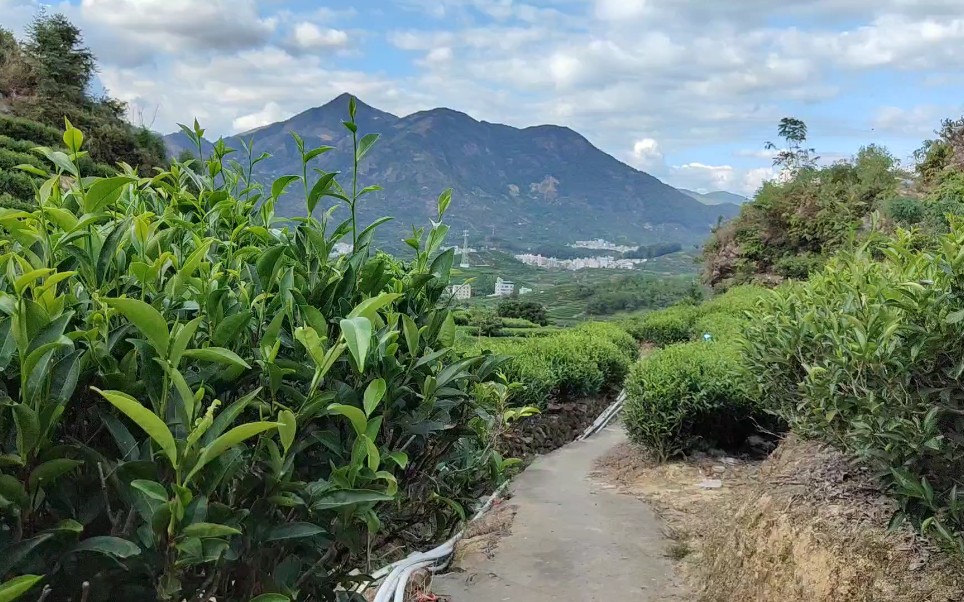 漫步潮州凤凰山茶园,一起看看这乡村美景吧(原声)