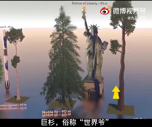 有趣的树木高对比哔哩哔哩bilibili