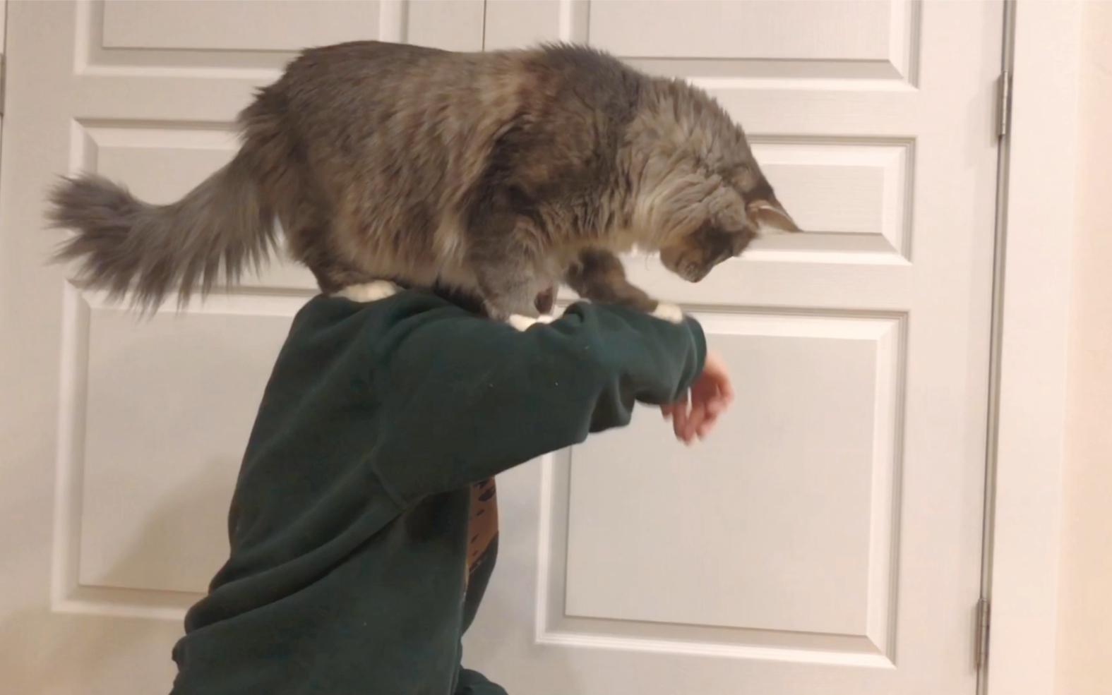 [挪威森林和缅因猫的串串]日常驯猫之年年学跳高