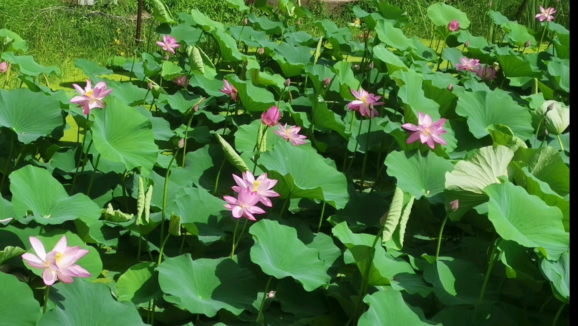 吉林市北山公园荷花池