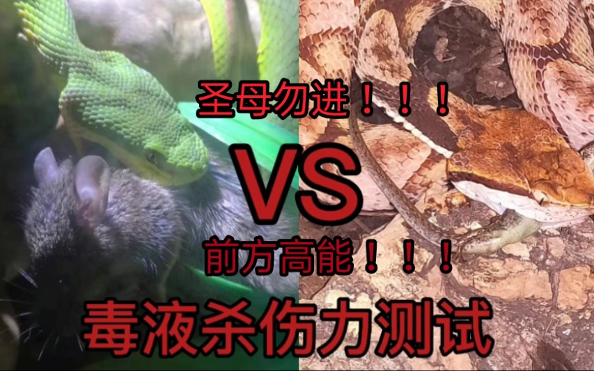 竹叶青和五步蛇毒液大比拼谁才是真正的全村吃饭蛇