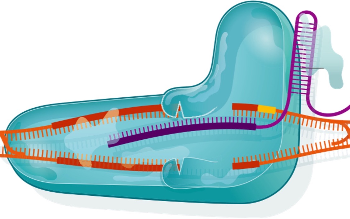 CRISPR基因编辑实战培训 第一期哔哩哔哩bilibili