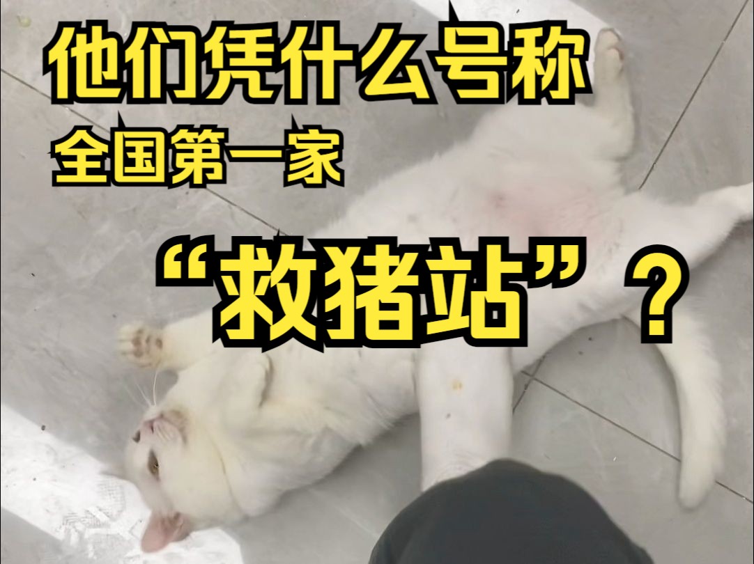 猪也需要救吗?他们居然还救了上千头?哔哩哔哩bilibili