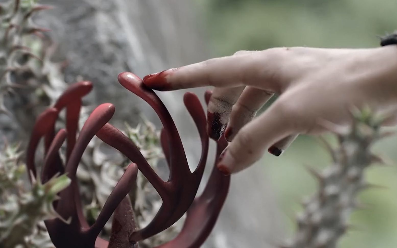 白发:傅筹用血养血乌为容乐治白发