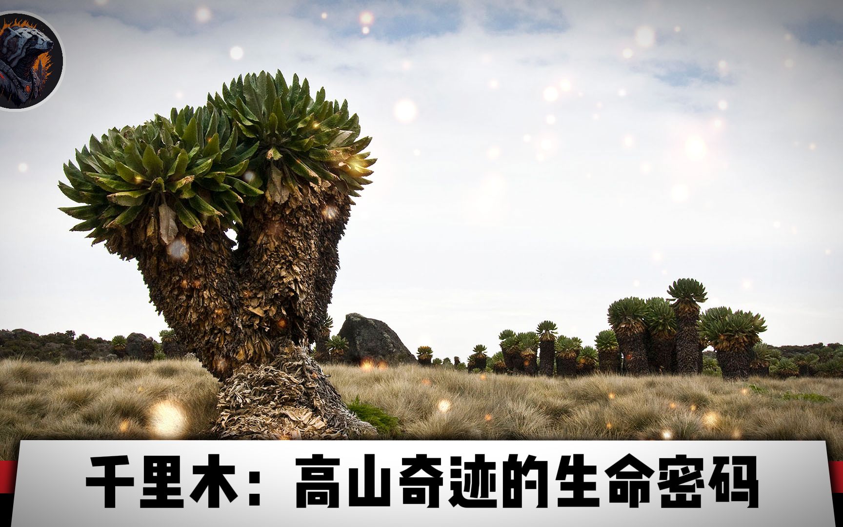 千里木:高山奇迹的生命密码