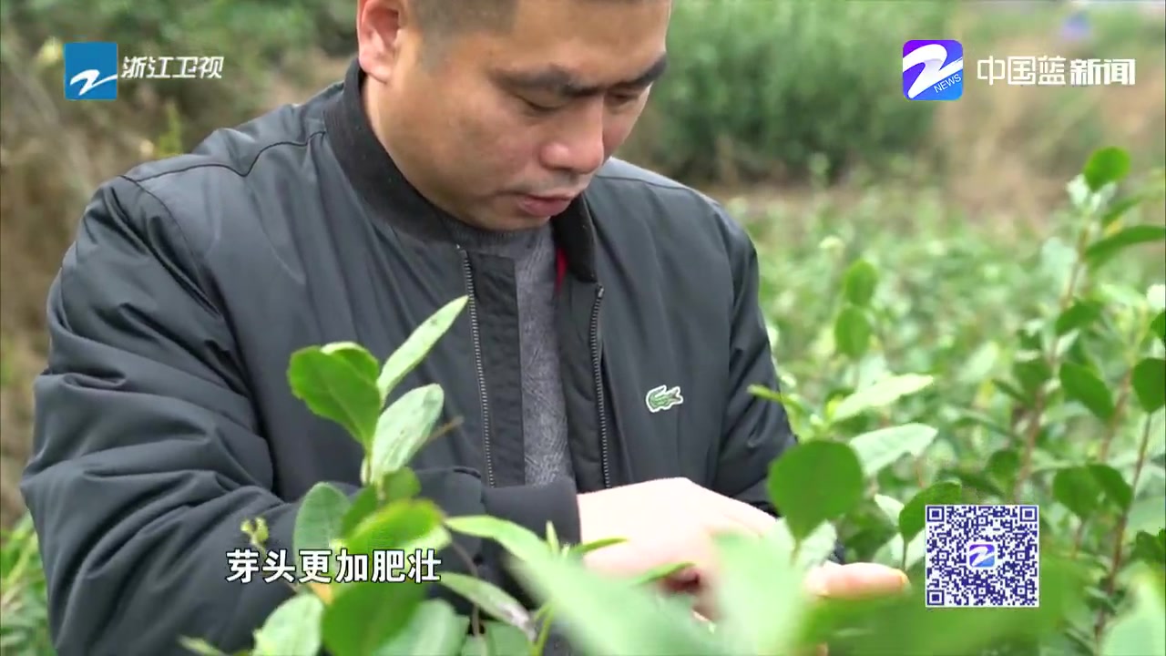 一年一会春茶季:阳春三月茶香溢 浙江春茶地图请收好哔哩哔哩bilibili