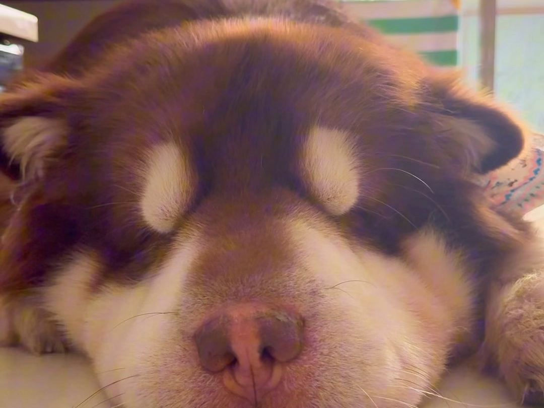 真是一个爱生气的小臭孩!#阿拉斯加犬 #阿拉斯猪 #胖狗狗