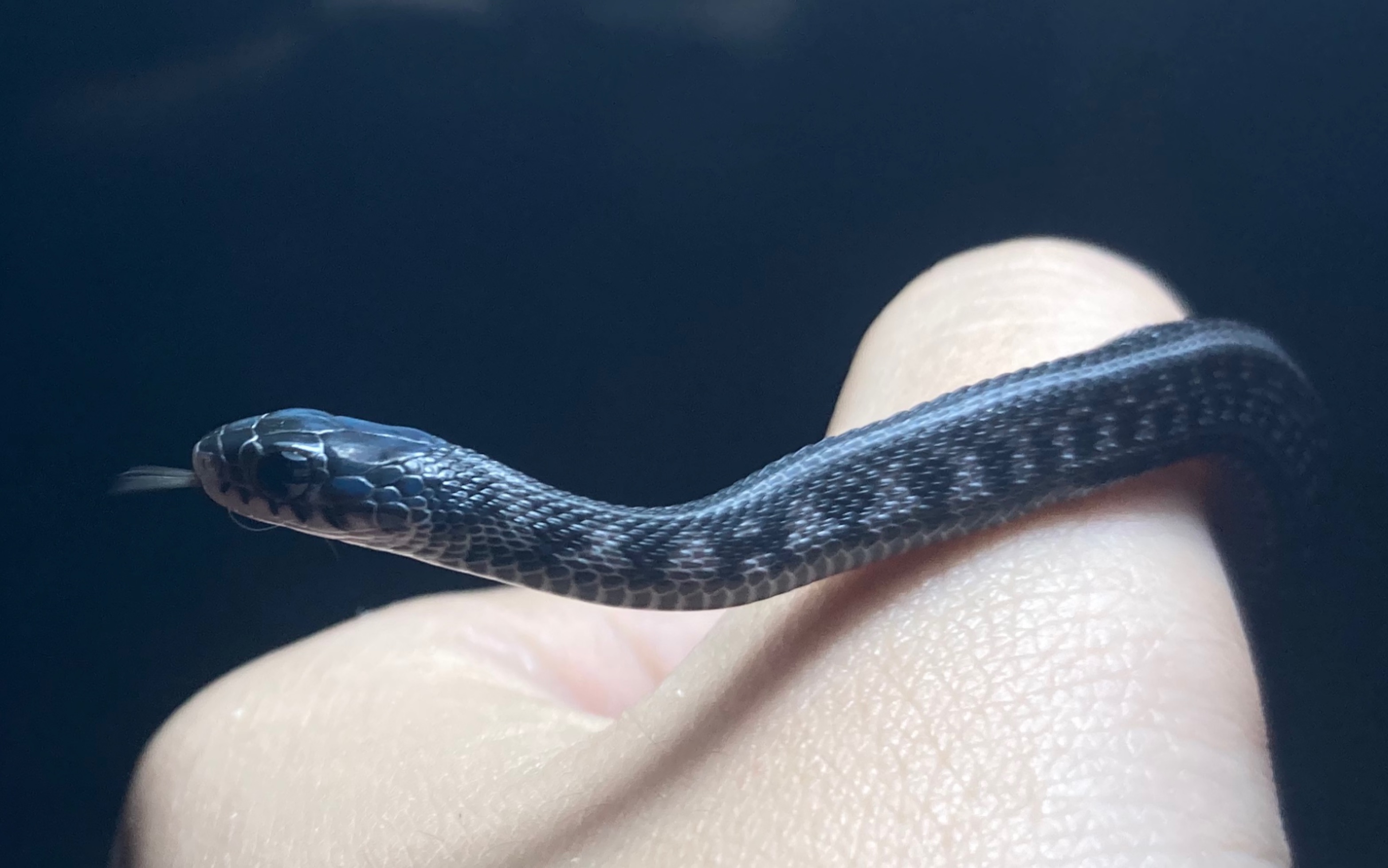 束带蛇 — 红边束带蛇 (缺红)灰色很酷 (我觉得很好看)竟然有人说颜值