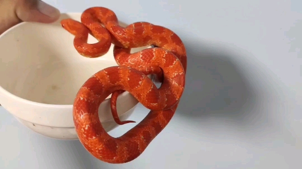 白化红玉米蛇成体照片图片